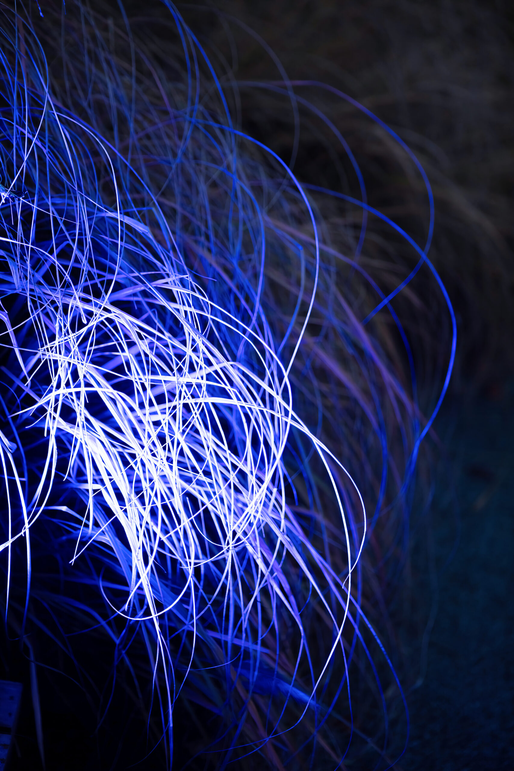 Close-Up of Vibrant Purple Pampas Grass with Soft Glow on Dark B